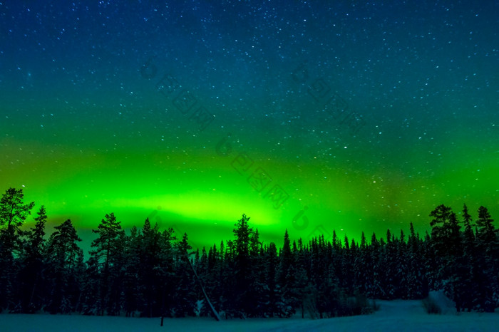 冬天芬兰边缘的密集的森林明亮的极光北欧化工的布满星星的天空明亮的北部灯以上的冬天森林