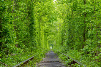乌克兰单向的铁路运行通过密集的森林灌木丛绿色铁路隧道