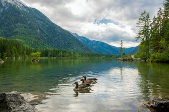 德国湖hintersee三个鸭子的平静水的湖之间的的山三个鸭子森林山湖