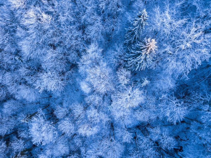 野生云杉森林的开始冬天Rime和雪的地面和分支机构前视图垂直下来白霜和雪的云杉森林空中视图