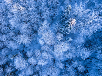 野生云杉森林的开始冬天Rime和雪的地面和分支机构前视图垂直下来白霜和雪的云杉森林空中视图