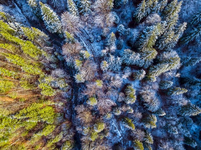 云杉森林的开始冬天小小道雪的地面和分支机构前视图垂直下来小道和雪的云杉森林空中视图