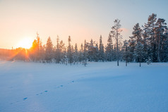 冬天的边缘短松森林的太阳设置的清晰的天空和照通过的树顶边缘的冬天北部森林和的日落后面的松树