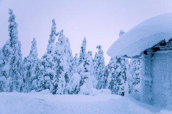 的边缘的冬天云杉森林的屋顶和所有周围是填满与很多雪小屋的边缘的森林和很多雪