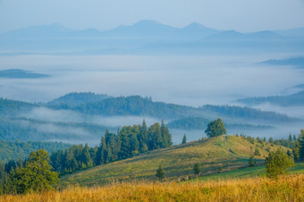 喀尔巴阡山脉的山覆盖与森林夏天早....雾的谷蓝色的山峰的后计划夏天早....和雾的谷