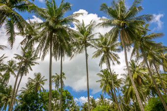热带地区椰子棕榈树对的蓝色的天空与云