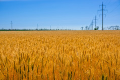 夏天万里无云的蓝色的天空金小麦场和权力行金小麦场和权力行