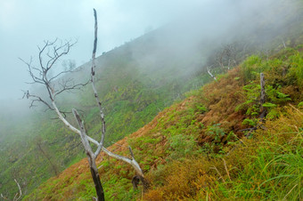 山坡热带岛郁郁葱葱的植被和干树树干早....雾雾的坡热带山