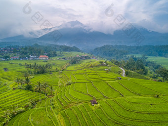 印尼梯田多层次的大米字段手掌和小屋山和丛林的云和雾的背景<strong>空中</strong>视图梯田大米字段和山的云<strong>空中</strong>视图