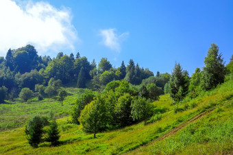 夏天阳光明媚的山坡上国家路的厚绿色草不同的树和灌木云蓝色的天空绿色山坡上和树阳光明媚的天气