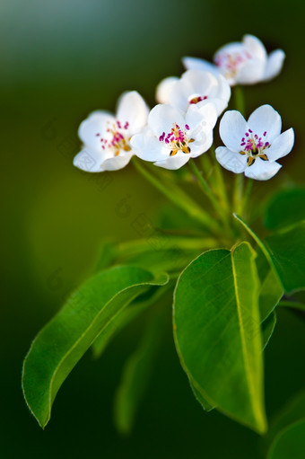 苹果树开花苹果树开花白色花绿色叶子背景