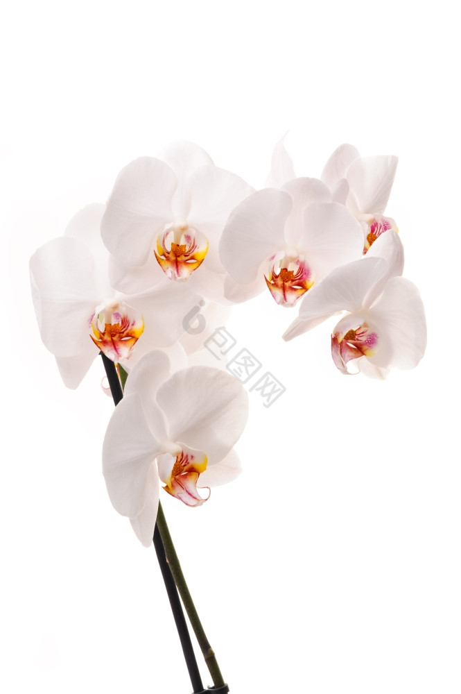 兰花兰花蝴蝶兰花孤立的图片