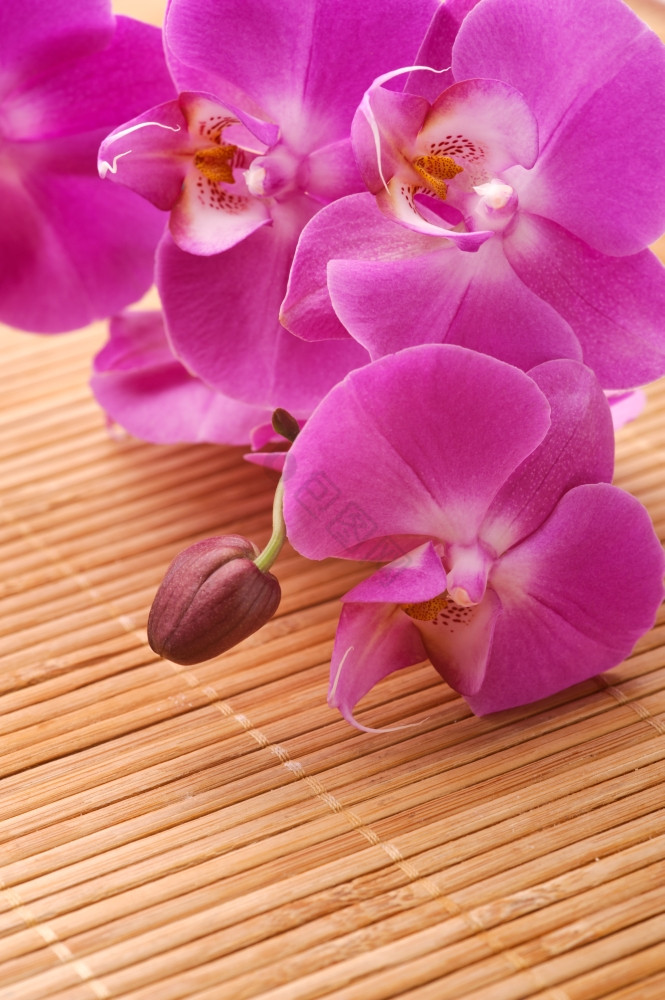 粉的兰花粉的兰花蝴蝶兰花图片