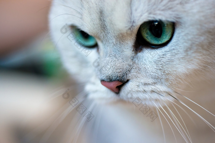 英国短毛猫猫肖像动物特写镜头肖像英国短毛猫银阴影钦奇利亚猫
