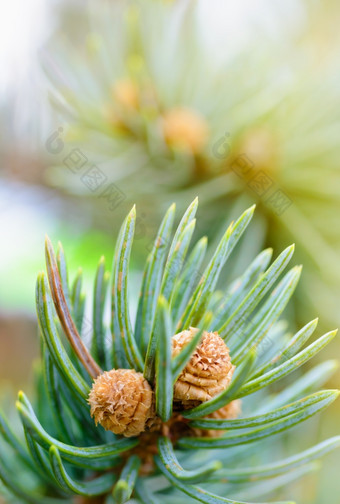 植物而且树新鲜的松树发芽针而且<strong>小视</strong>锥细胞阳光特写镜头拍摄自然背景