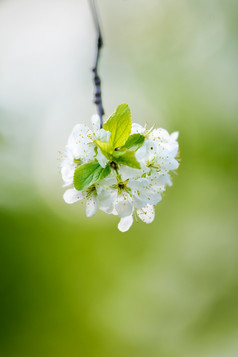 花盛开的苹果树特写镜头拍摄模糊绿色背景