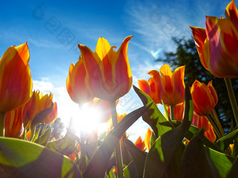 橙色郁金香花圃植物和花橙色郁金香花圃低角视图明亮的蓝色的天空背景