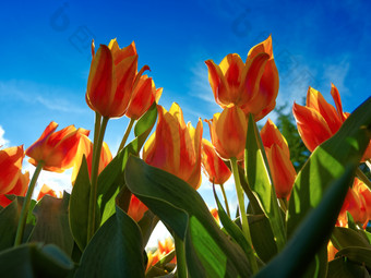 橙色<strong>郁金</strong>香花圃植物和花橙色<strong>郁金</strong>香花圃低角视图明亮的蓝色的天空背景