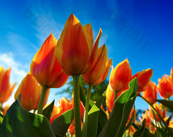 橙色郁金香花圃植物和花橙色郁金香花圃低角视图明亮的蓝色的天空背景
