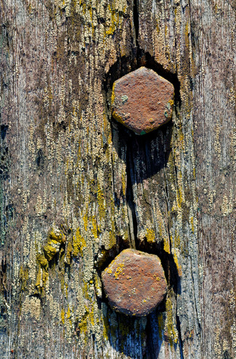 背景和纹理生锈的螺杆老饱经风霜的木板材生锈的螺杆老木板材