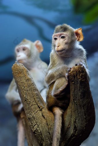 动物非常深思熟虑的年轻的<strong>猴子</strong>坐着树树干另一个一个背景特写镜头拍摄非常深思熟虑的年轻的<strong>猴子</strong>树树干