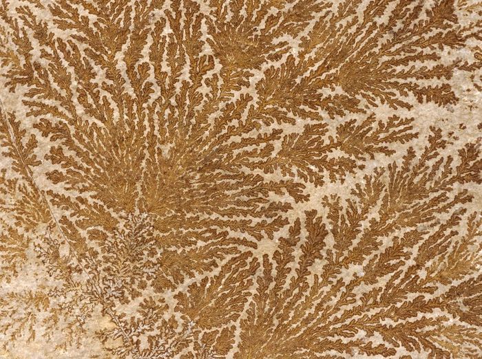 背景和纹理摘要化石树状模式石头表面自然背景摘要化石树状模式石头表面