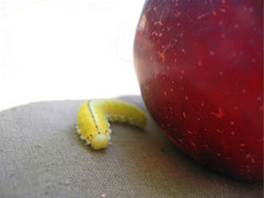 毛毛虫移动周围红色的苹果生活昆虫
