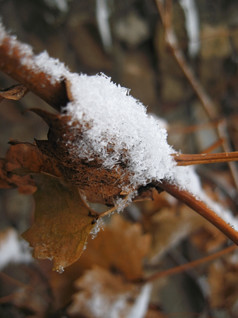 第一个雪的分支而且叶子