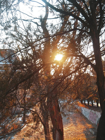 秋天日落中间的树秋天皮亚季戈尔斯克