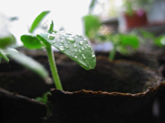 新绿色植物增长泥炭玻璃而且露水在