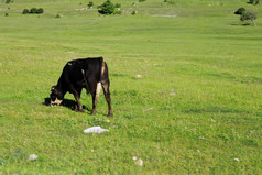 孤独的牛吃的草的夏天阿尔卑斯草地