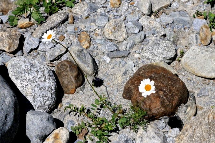 野生用于迷彩日益增长的的石头地面