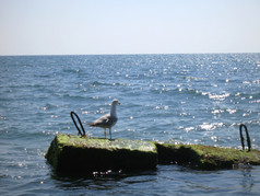 海鸥住附近海滨夏季自然