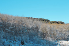 树覆盖与白霜而且雪山