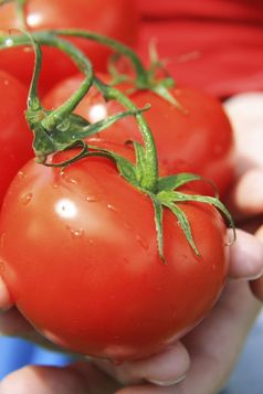 女人手持有群新鲜的有机美味的番茄与绿色茎户外的蔬菜花园垂直位置