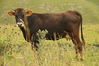 孤独的牛放牧解说夏天高山草地