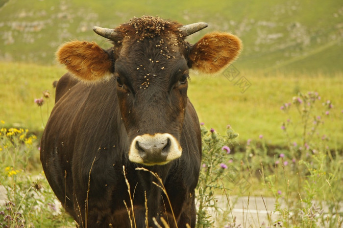 有趣的孤独的牛放牧解说夏天高山草地