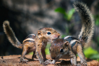 小宠物松鼠玩在一起外可爱的和可爱的孤儿松鼠婴儿几乎没有可以走和爬毛茸茸的尾巴的空气三个条纹棕榈松鼠前面视图照片