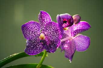 紫色的兰花花关闭照片早....露水的大花瓣对软淡黄色的散景背景