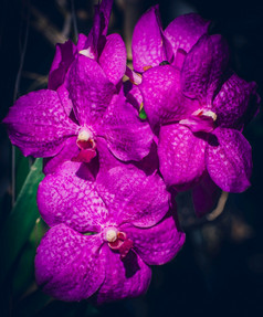 紫色的兰花花束关闭照片