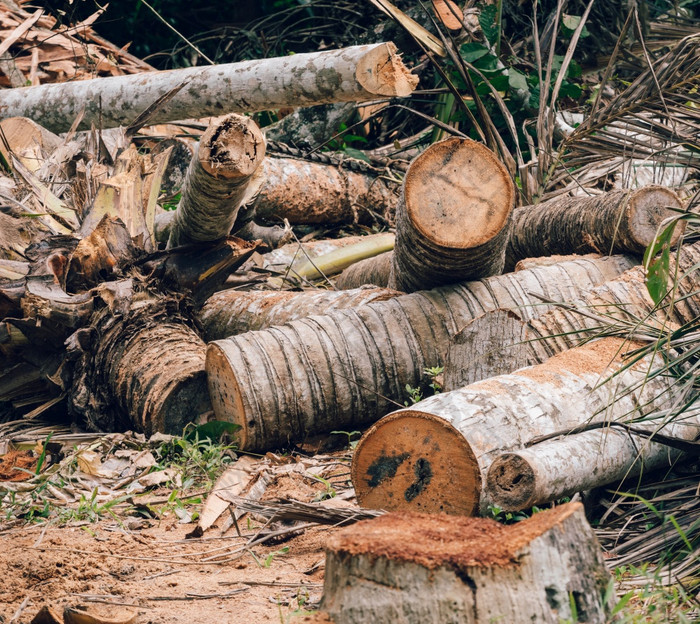 有价值的椰子树减少下来为日志和木材人类导致损害妈妈。自然概念
