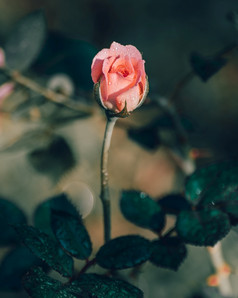 粉红色的玫瑰花和长阀杆与分支关闭照片早....阳光支安打的盛开的花巴德露水的花花瓣的概念新鲜和脆弱