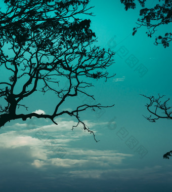 黑暗轮廓树分支和很酷的带青色的语气晚上天空照片