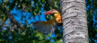 鹳宣传翠鸟抓住到棕榈树和显示从一个翼锋利的尖尖的红色的喙开放小黄色的身体与光蓝色的羽毛说你好邻居概念