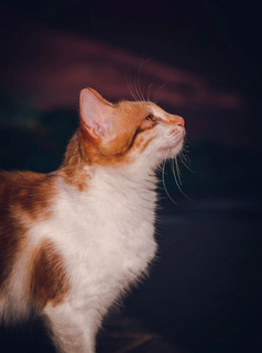年轻的胖乎乎的基蒂猫看一边视图肖像画照片白色和橙色颜色身体