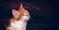 毛茸茸的和那只猫看关闭脸肖像画照片眼睛半睁由于明亮的早....阳光毛茸茸的基蒂有美丽的橙色眼睛