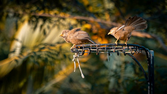 只胡说之人鸟夫妇有休闲讨论栖息前初中的帖子的后院早期的早....面对的温暖早期光仪式他们的每天例程