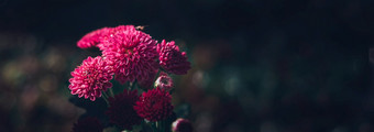 粉红色的玉米金盏花知道卡普鲁花在本地斯里兰卡斯里兰卡美丽的花分支特写镜头照片是采取的早....阳光照射的自然条件的后院首页花园