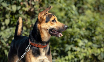 年轻的德国谢泼德狗需要走与它的主沿着的湖路总是一个<strong>耳朵</strong>为听服从培训而的狗的皮带忠诚的和甜蜜的同伴概念<strong>照片</strong>