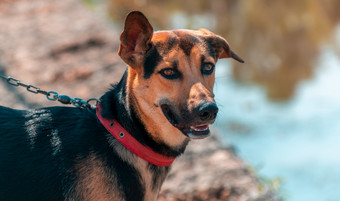 年轻的德国谢泼德狗需要走与它的主沿着的湖路总是一个<strong>耳朵</strong>为听服从培训而的狗的皮带忠诚的和甜蜜的同伴概念<strong>照片</strong>